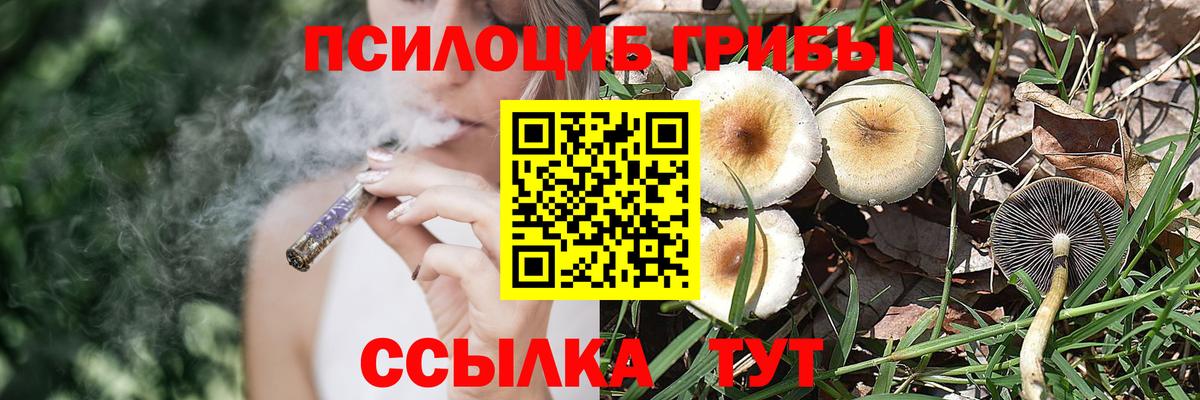 Псилоцибиновые грибы Psilocybe Нововоронеж
